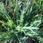 Plantago coronopus Feuille