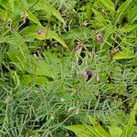 Vicia peregrina Flor