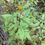 Bidens frondosa Folha
