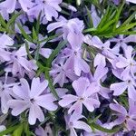 Phlox subulata Květ