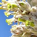 Yucca brevifolia Květ