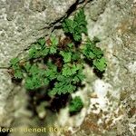 Asplenium lepidum Sonstige