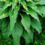 Verbascum speciosum Folha