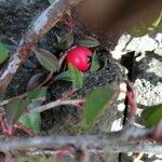 Cotoneaster integrifolius Vrucht