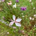 Oenothera lindheimeri Цвят