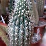 Weberbauerocereus longicomus Yaprak