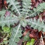 Cirsium vulgare عادت