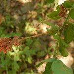 Lespedeza hirta Fruit