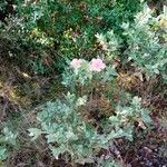 Cistus albidusBlomst