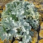 Crambe maritima Feuille