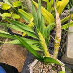 Grammatophyllum speciosum Blad