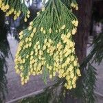 Calocedrus decurrens Leht