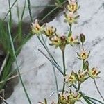 Juncus compressus Flower