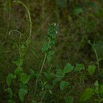 Cleome rutidosperma Hábito