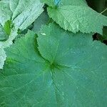 Geum macrophyllum पत्ता