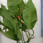 Anthurium flexile Іншае