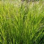 Bromus sterilis Lehti