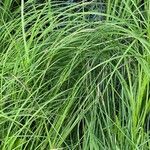 Carex acuta Folla