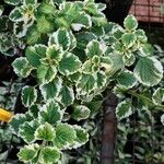 Plectranthus madagascariensis Folha