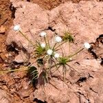 Eriocaulon neocaledonicum ᱛᱟᱦᱮᱸ