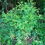 Euphorbia platyphyllos Habit