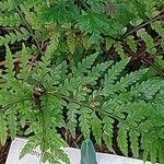 Athyrium vidalii Leaf