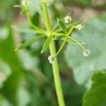 Galium spurium Fruit