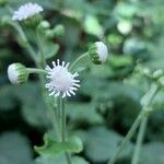 Adenostemma mauritianum Flower