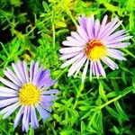 Machaeranthera tanacetifolia Flor