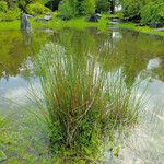 Juncus effusus List