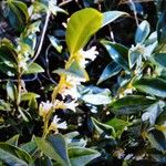 Osmanthus × burkwoodii Листок