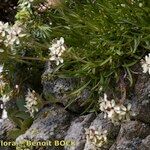 Saponaria lutea Hábito