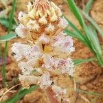 Orobanche crenata Blüte