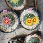 Astrophytum asterias പുഷ്പം