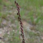 Bouteloua curtipendula Fruit