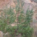 Pinus patula Habit