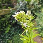 Napaea dioica Flower