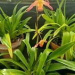 Phragmipedium longifolium Hábito