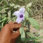 Ruellia tuberosa फूल