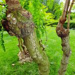 Albizia procera Kôra