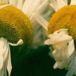 Matricaria chamomilla Květ