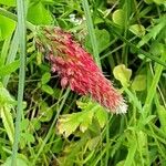 Trifolium incarnatum Flor