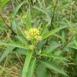 Senecio cacaliaster 花