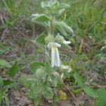 Pombalia calceolaria പുഷ്പം