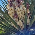 Yucca schidigera Floare