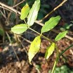 Rosa sempervirens Blad