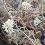 Helichrysum globosum Lorea