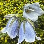 Campanula alpina Λουλούδι