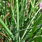 Allium schoenoprasum Leaf