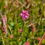 Erica spiculifolia Flower